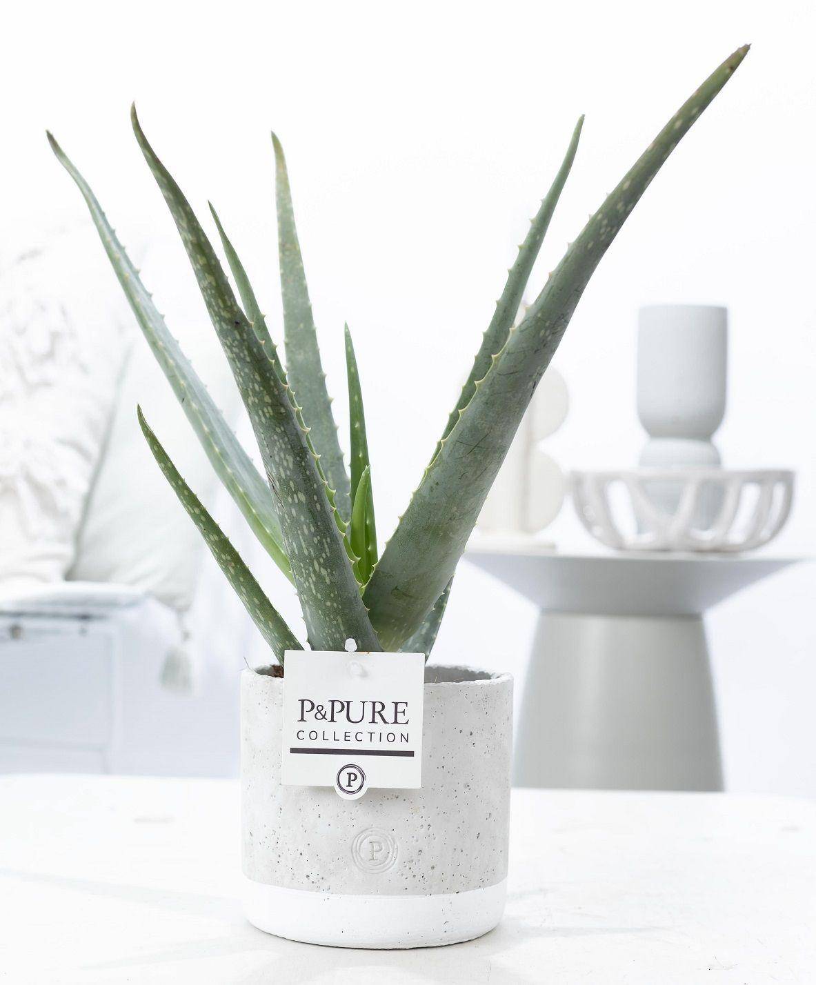Aloe vera en pot céramique vert jade - Ø12cm - ↕45cm - Plantes d’intérieur - Image 1