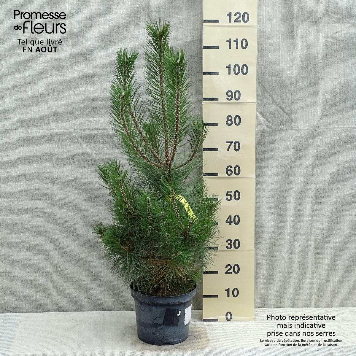 Pin noir d'Autriche - Pinus nigra nigra Pot de 7,5L/10L - Image 2