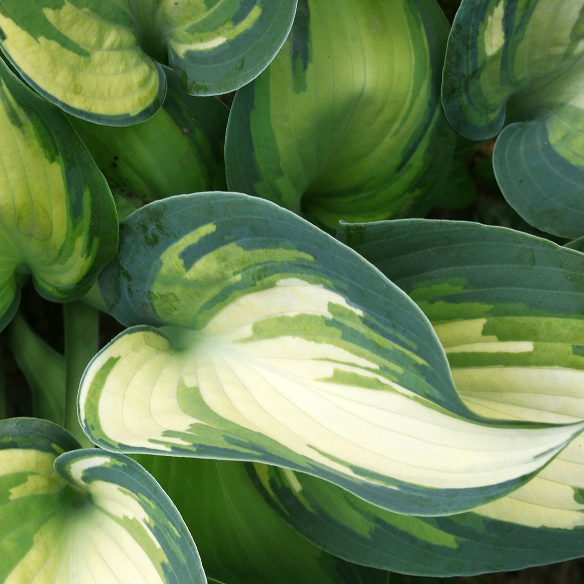 Promesse de Fleurs - Hosta Teacher's Pride Pot de 1,5L/2L