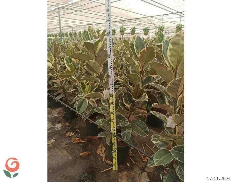 0 - Ficus elastica 'Tineke' (Caoutchouc panaché) Pot de 65L - 180/200cm