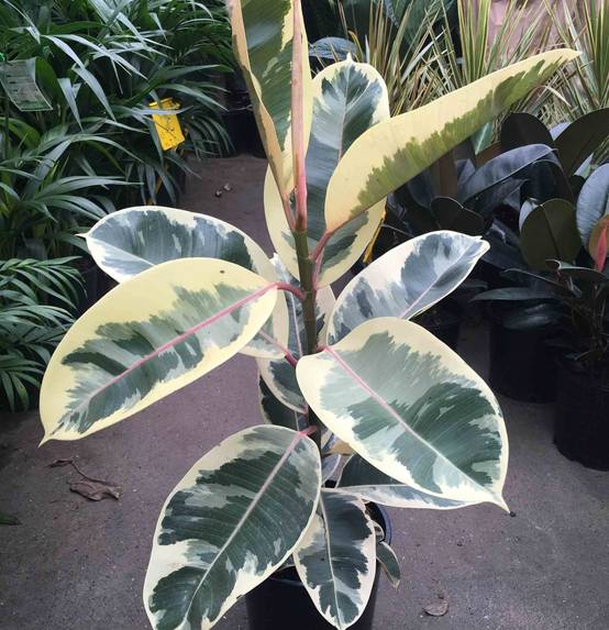 0 - Ficus elastica 'Tineke' (Caoutchouc panaché) Pot de 65L - 180/200cm - Image 3