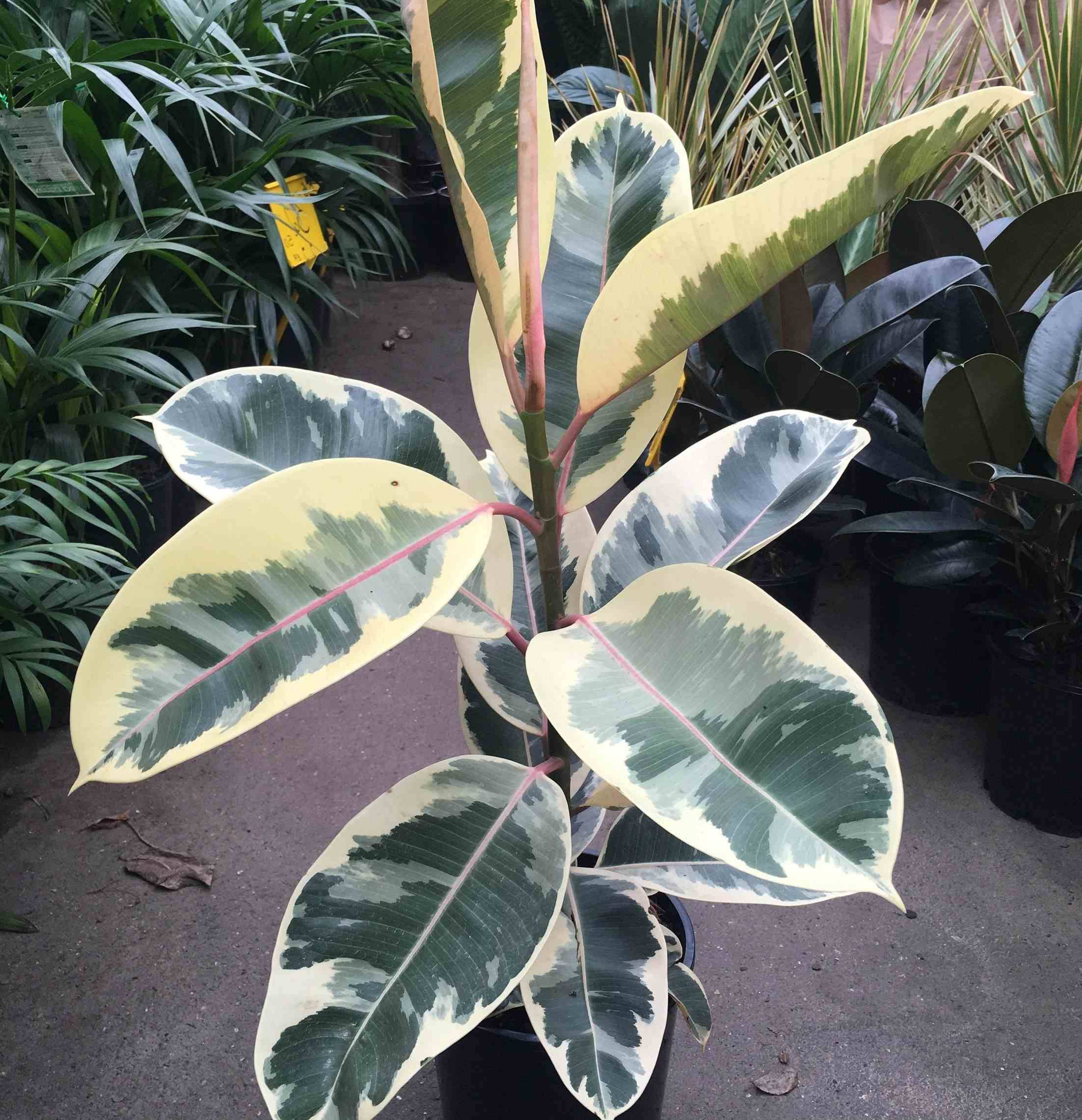 0 - Ficus elastica 'Tineke' (Caoutchouc panaché) Pot de 65L - 180/200cm - Image 3