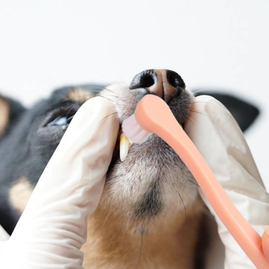 IntiMeg - Brosse à dents pour chien et chat IntiMeg - Image 5