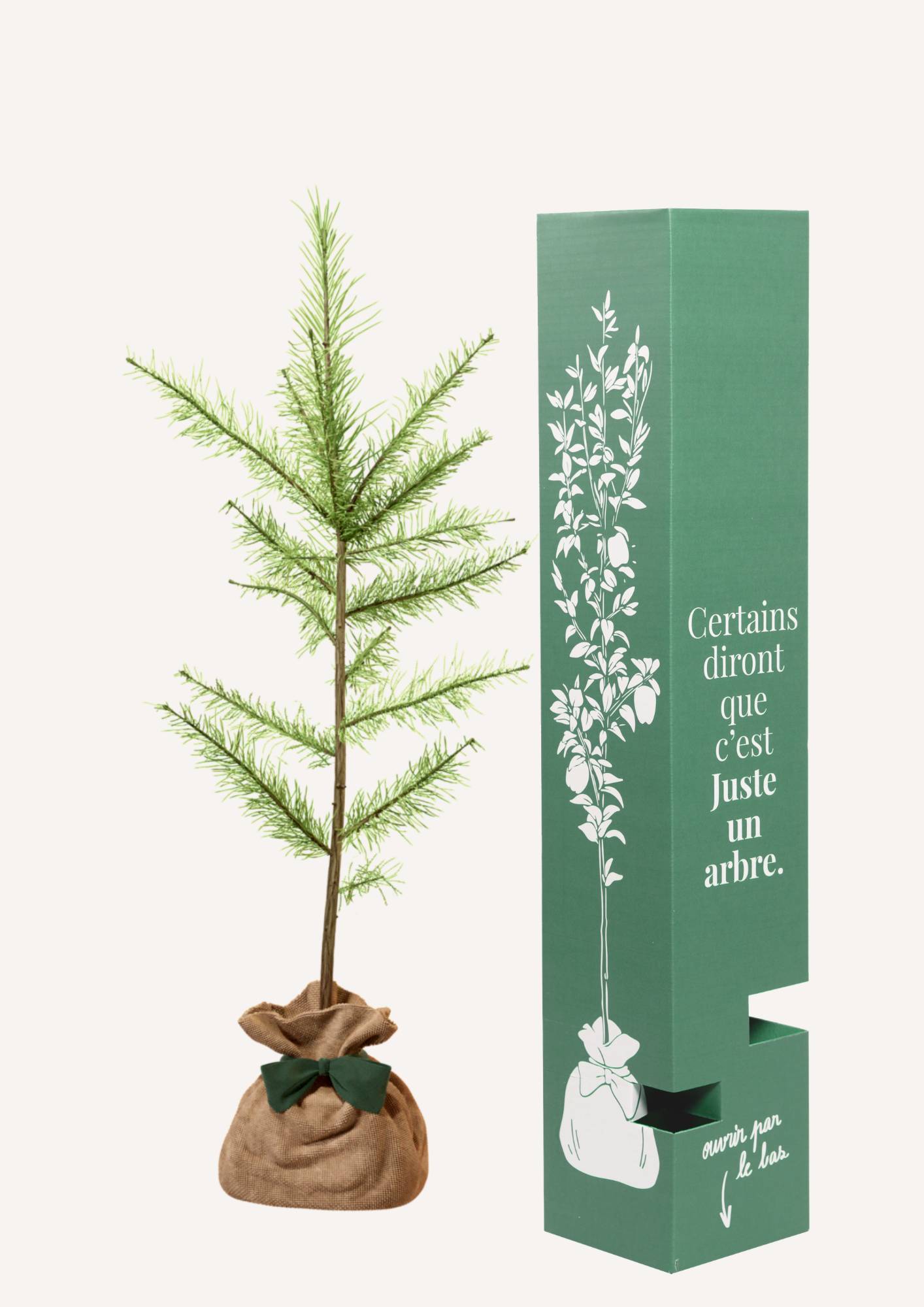 JUSTE UN ARBRE. – Mélèze d'Europe | Idée cadeau écologique pour naissance, mariage, anniversaire – Conifère résistant pour grands espaces. - Image 2