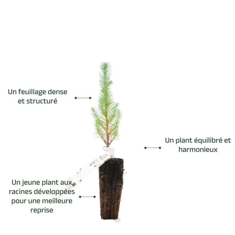 Pin parasol (Pinus pinea) - Godet - Taille 13/25cm - Pépinières Naudet - Imagen 4