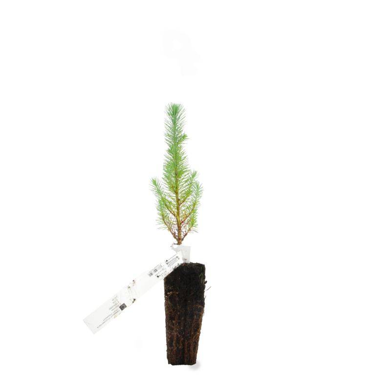 Pin parasol (Pinus pinea) - Godet - Taille 13/25cm - Pépinières Naudet - Imagen 3