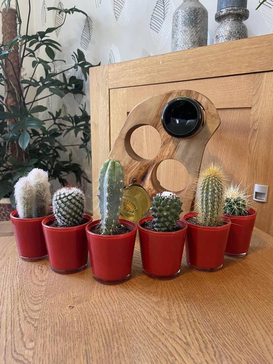 La Green Touch - Ensemble de 6 Cactus avec Pots Rouges- La Green Touch - Image 2