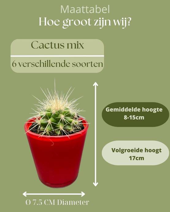 La Green Touch - Ensemble de 6 Cactus avec Pots Rouges- La Green Touch - Image 4