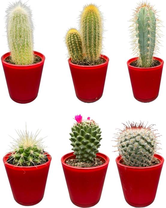 La Green Touch - Ensemble de 6 Cactus avec Pots Rouges- La Green Touch - Image 1