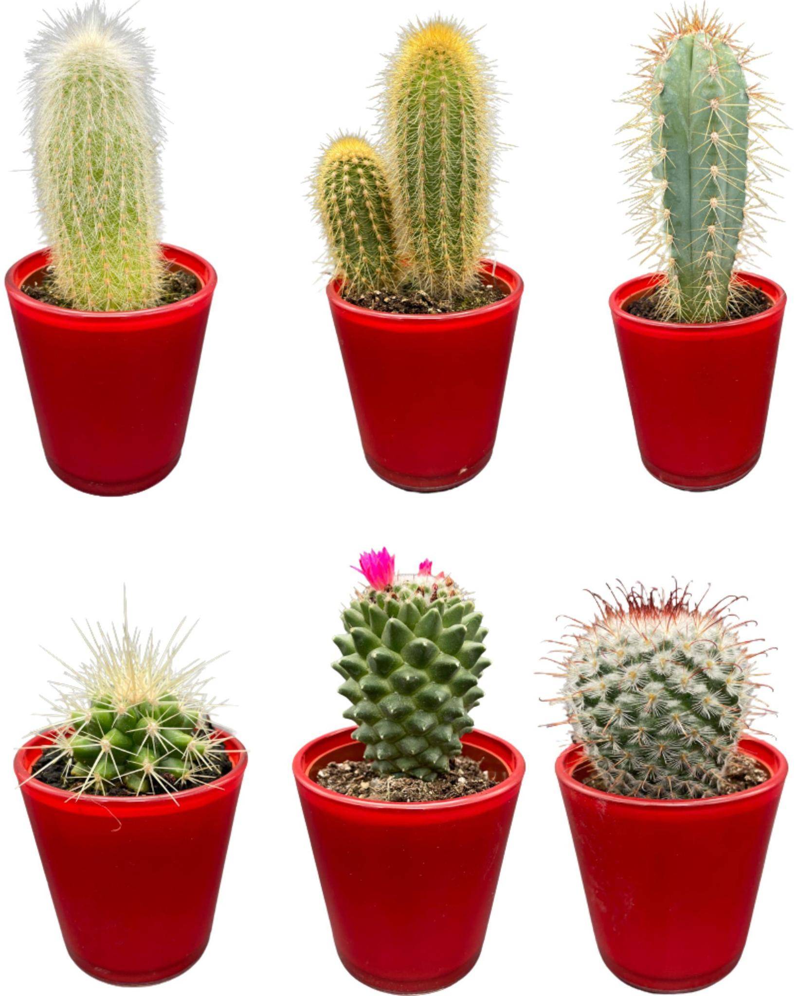 La Green Touch - Ensemble de 6 Cactus avec Pots Rouges- La Green Touch - Image 1