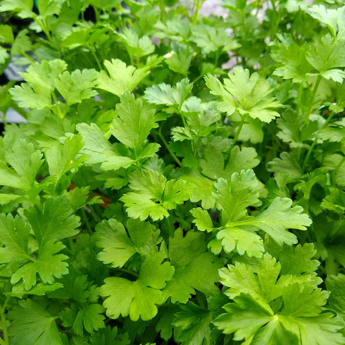 Promesse de Fleurs - Persil plat - Petroselinum crispum var. neapolitanum Godet de 8/9 cm