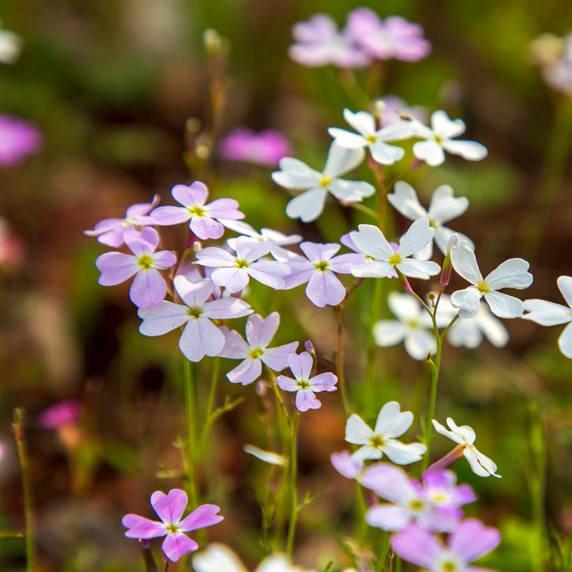 Graines de Julienne de Mahon - Malcolmia maritima le sachet de 1350 ...