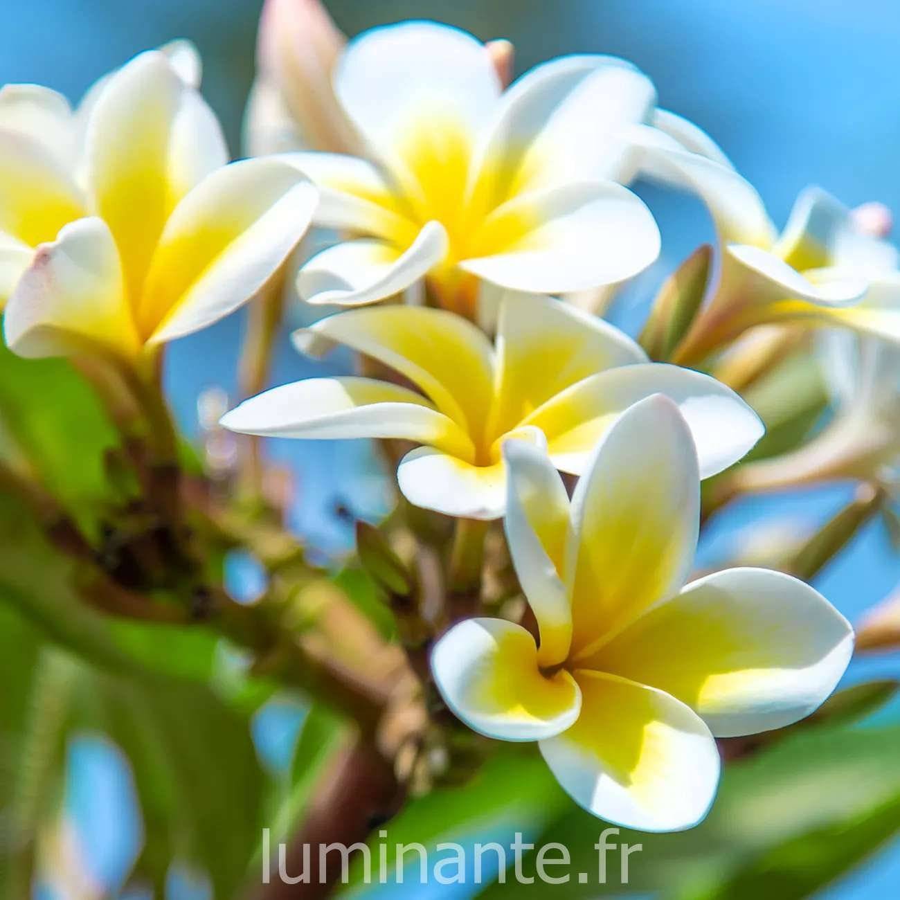 Bougie qui devient plante Fleur de Tiaré - Image 4