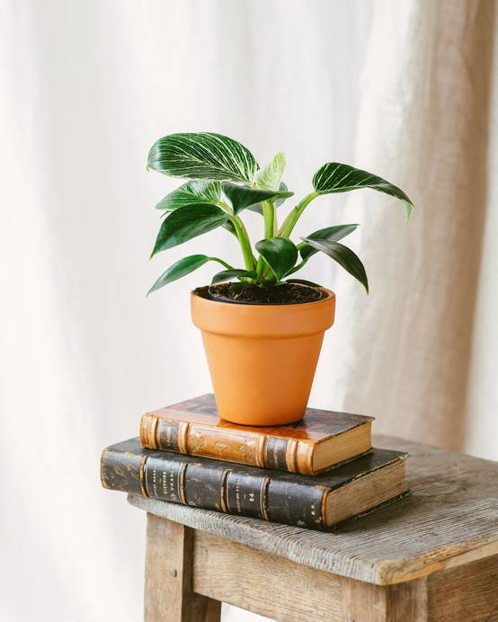 Philodendron Birkin 25cm - Plante d'intérieur- La Green Touch - Image 2