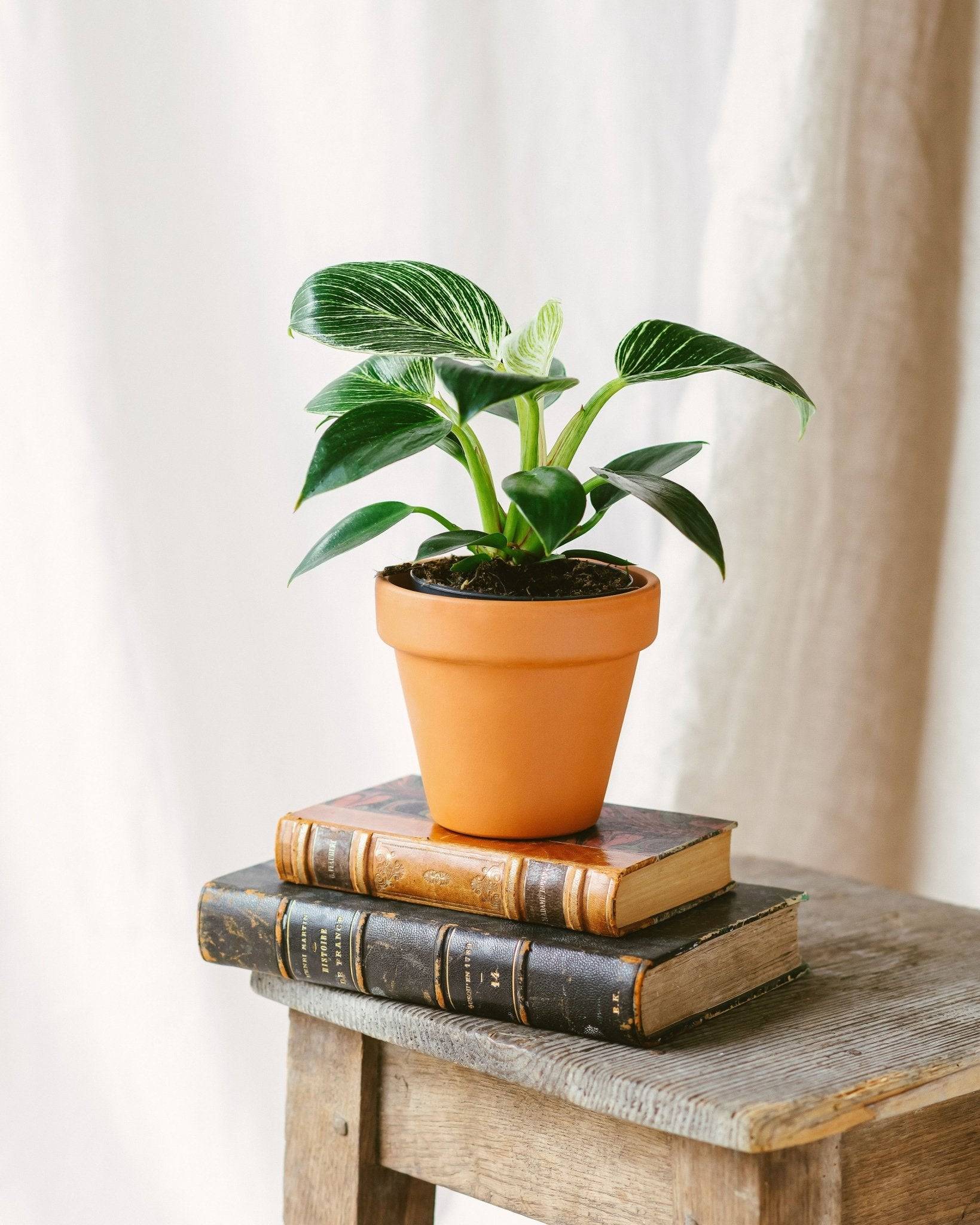 Philodendron Birkin 25cm - Plante d'intérieur- La Green Touch - Image 2
