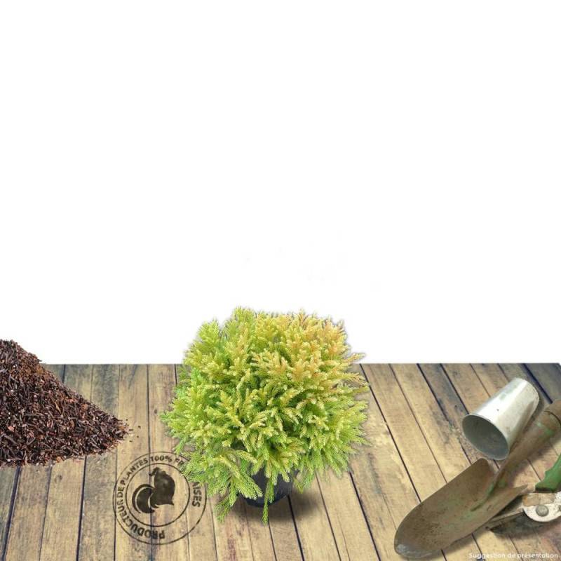 Cèdre du Japon Globosa Nana, Cryptomeria - Pot de 3L - 20/40 cm - Imagen 5