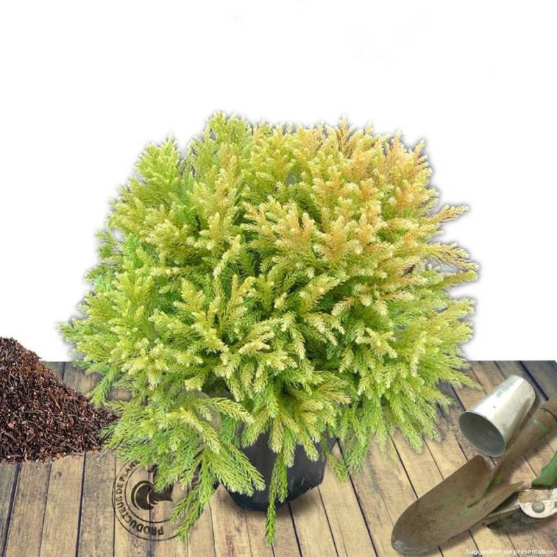 Cèdre du Japon Globosa Nana, Cryptomeria - Pot de 3L - 20/40 cm - Imagen 8