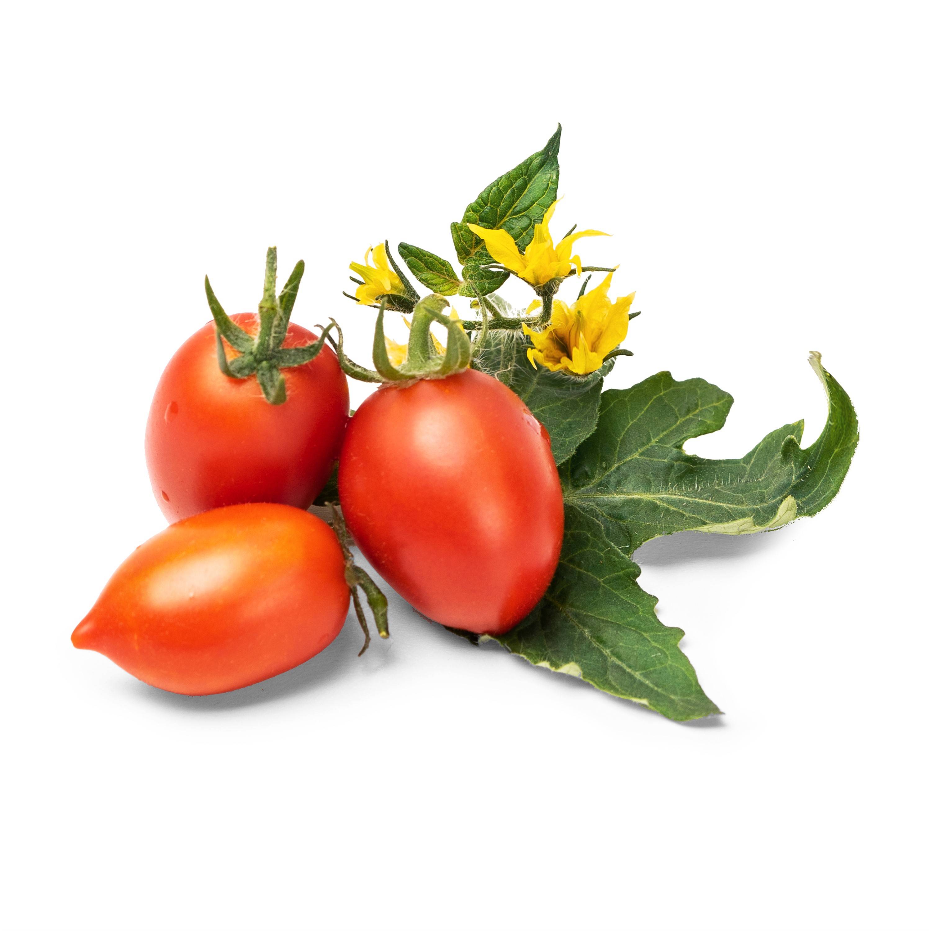 Veritable - Lingot Mini tomate rouge - Recharge prête à l'emploi - Véritable - Imagen 2