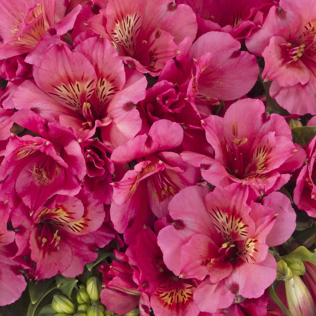 Alstroemeria Inticancha Sun Malaga - Lis des Incas Motte 4 cm x 4,5 cm (par 3)