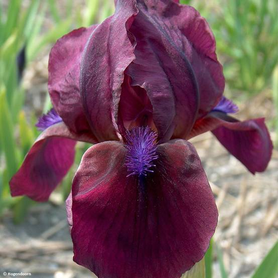 Iris pumila Cherry Garden - Iris des Jardins nain Godet de 8/9 cm