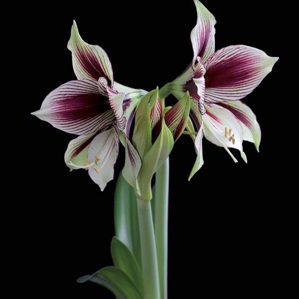 Promesse de Fleurs - Amaryllis Papilio Bulbe calibre 20+