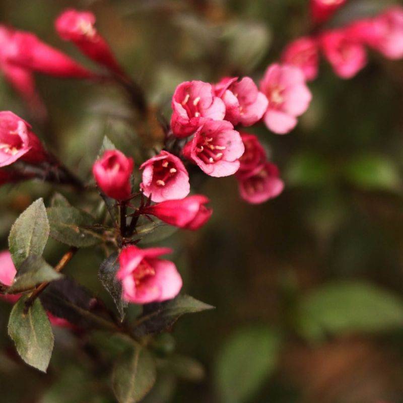 Weigela 'Nana purpurea' (Weigela florida 'Nana purpurea') - Godet - Taille 15/30cm - Pépinières Naudet - Image 1