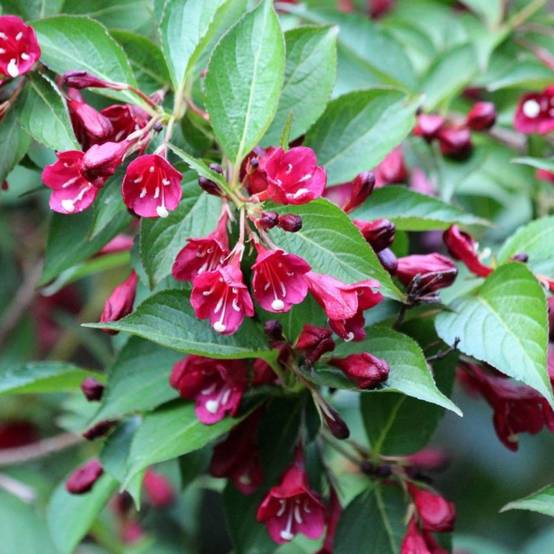 Weigela 'Nana purpurea' (Weigela florida 'Nana purpurea') - Godet - Taille 15/30cm - Pépinières Naudet - Image 2