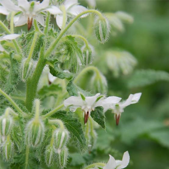 Promesse de Fleurs - Bourrache blanche Bio - Ferme de Sainte Marthe le sachet de 50 graines environ