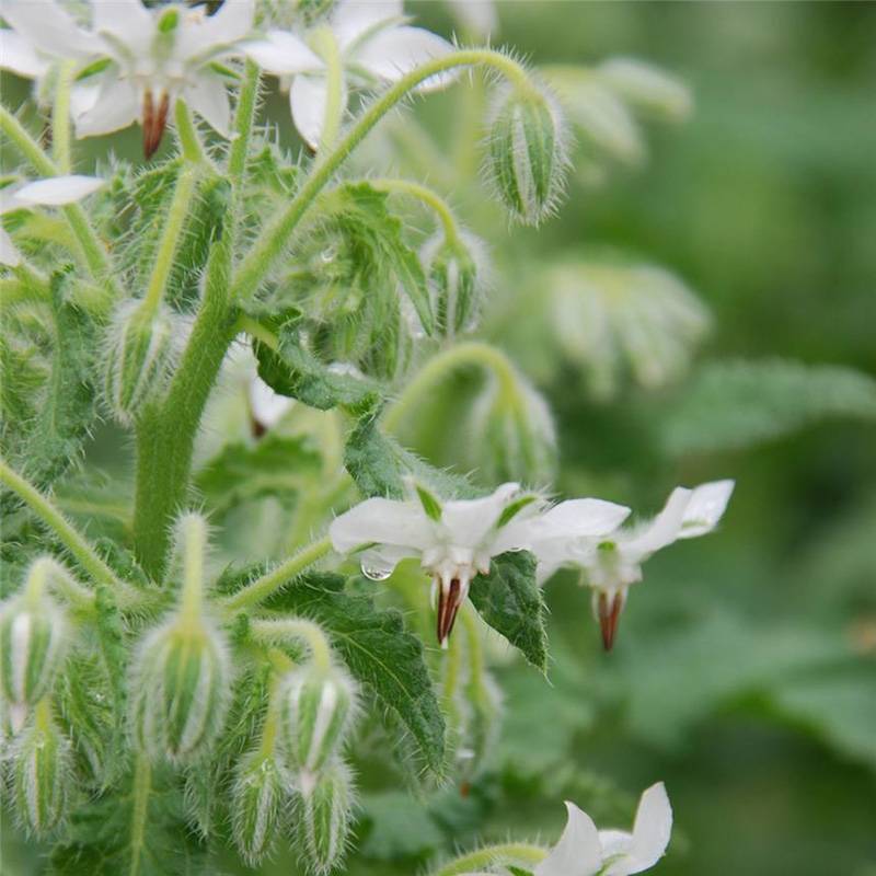 Promesse de Fleurs - Bourrache blanche Bio - Ferme de Sainte Marthe le sachet de 50 graines environ
