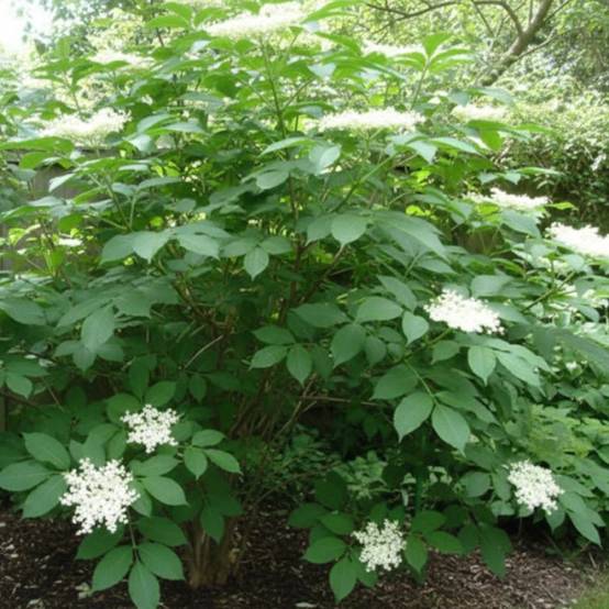 Sureau noir, Sambucus à fleurs Rose - feuillage Caduc - Pot de 4L - 20/40 cm- hauteur à maturité De 3,00 m à 5,00 m - Image 3