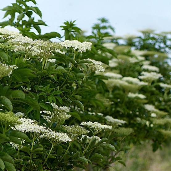 Sureau noir, Sambucus à fleurs Rose - feuillage Caduc - Pot de 4L - 20/40 cm- hauteur à maturité De 3,00 m à 5,00 m - Image 1