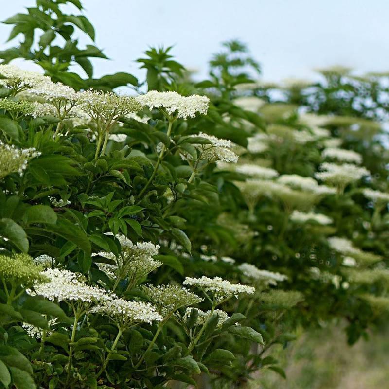 Sureau noir, Sambucus à fleurs Rose - feuillage Caduc - Pot de 4L - 20/40 cm-  hauteur à maturité De 3,00 m à 5,00 m - Image 2
