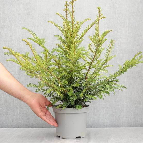 Taxus baccata - If commun Pot de 2L/3L - Image 2