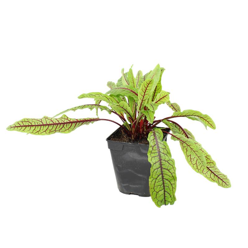 Plant de Oseille rouge  pot de 1litre