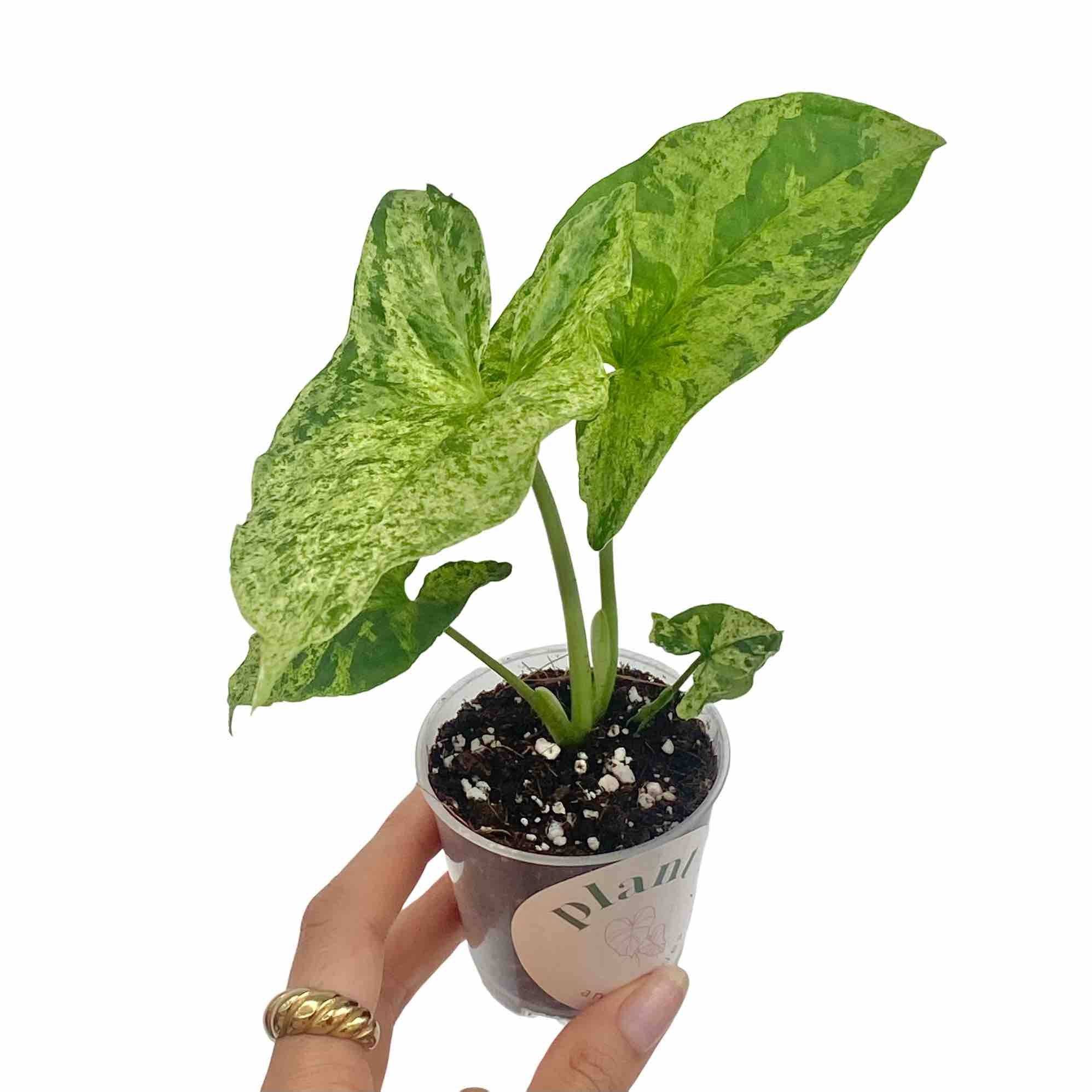 Syngonium Mojito - Pot de 6cm - Plantes d'intérieur