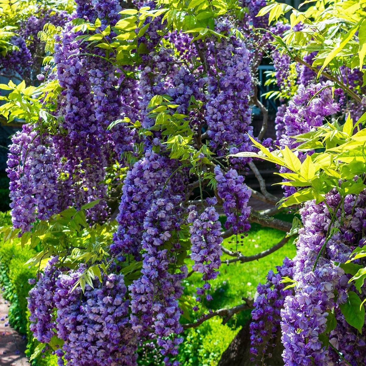 Promesse de Fleurs - Glycine de Chine - Wisteria sinensis Flore Pleno Pot de 3L/4L