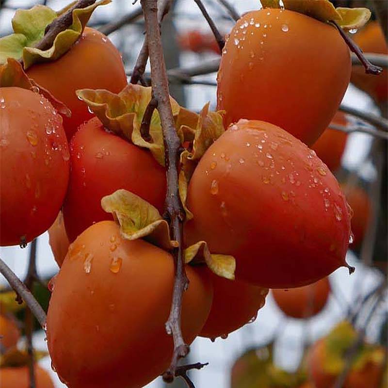 Promesse de Fleurs - Plaqueminier, Kaki - Diospyros kaki Sharon Pot de 12L/15L, Demi-Tige