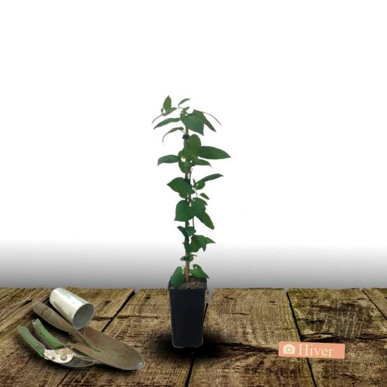 Chèvrefeuille de Chine à fleurs Blanche - feuillage Semi-Persistant - Pot de 6L - Tipi bambou 90/150 cm- hauteur à maturité De 5,00 m à 10,00 m - Image 9