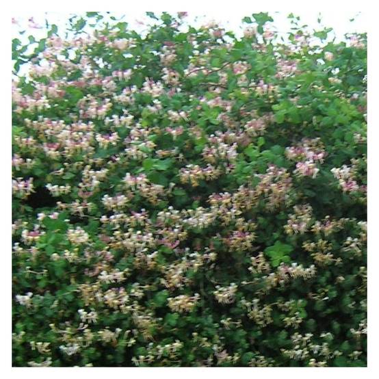Chèvrefeuille de Chine à fleurs Blanche - feuillage Semi-Persistant - Pot de 6L - Tipi bambou 90/150 cm- hauteur à maturité De 5,00 m à 10,00 m - Image 5
