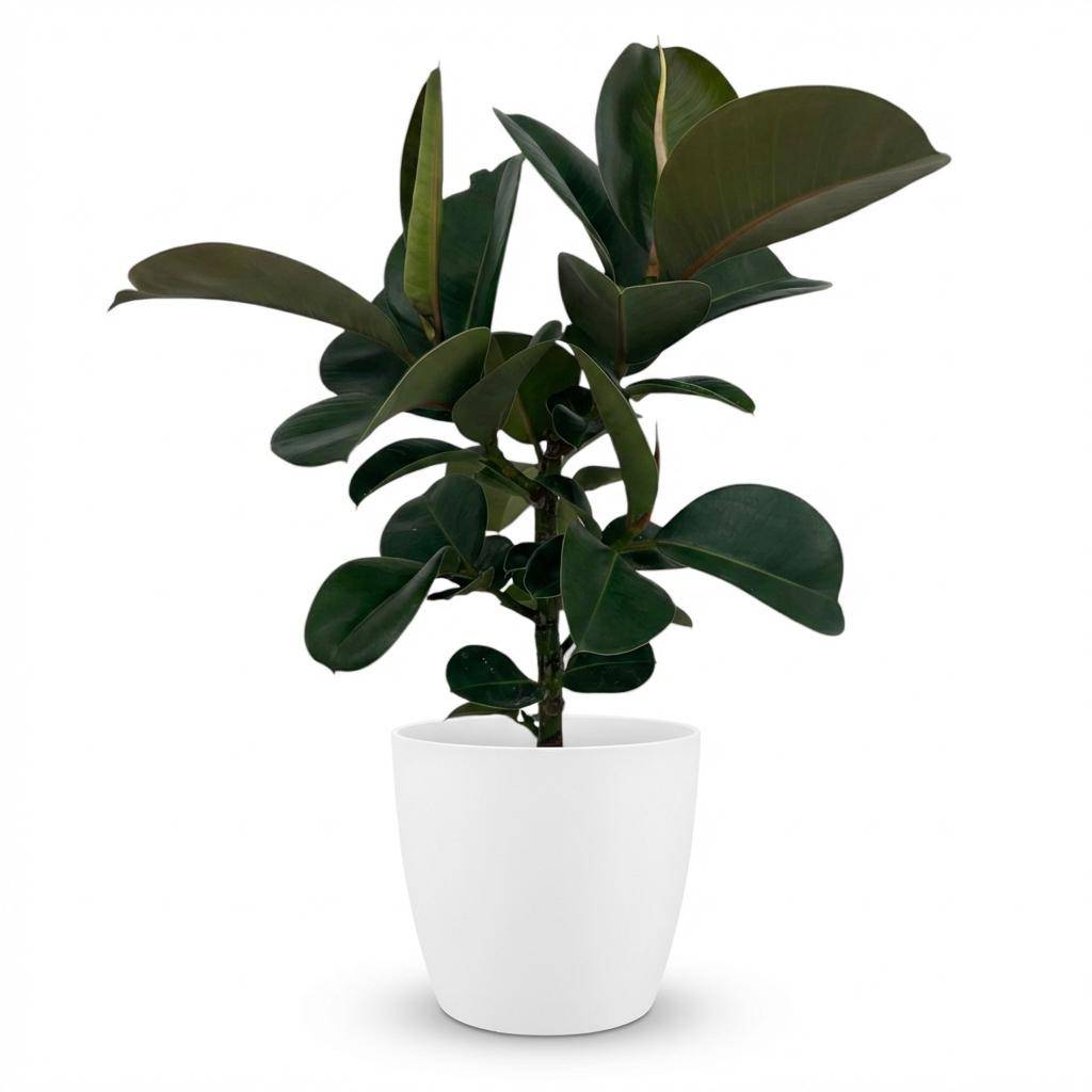 Caoutchouc - Ficus Elastica Cloe - Pot de 19cm - Hauteur 65cm - Blanc - Plantes d'intérieur