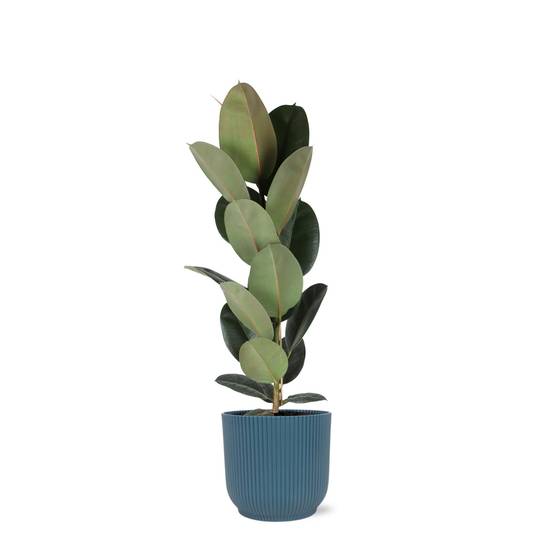 Ficus Elastica Robusta et son pot- La Green Touch Relief Bleu - Hauteur 90cm