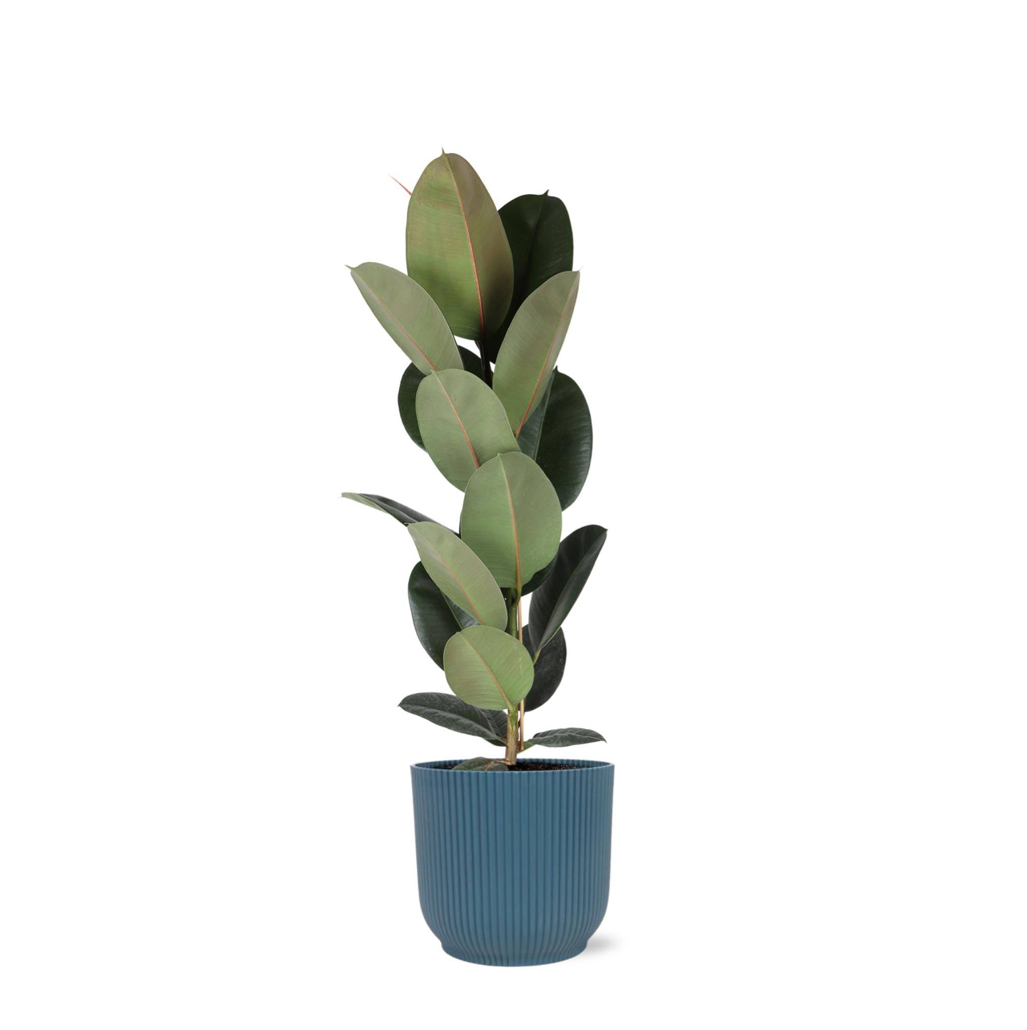 Ficus Elastica Robusta et son pot- La Green Touch Relief Bleu - Hauteur 90cm