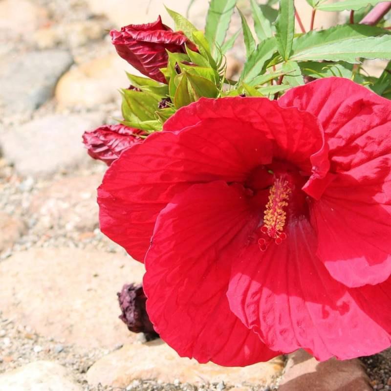 Hibiscus des marais Luna™ Red F1 à fleurs Rouge - feuillage Caduc - Pot de 4L - 40/60 cm-  hauteur à maturité De 1,00 m à 1,50 m - Image 2