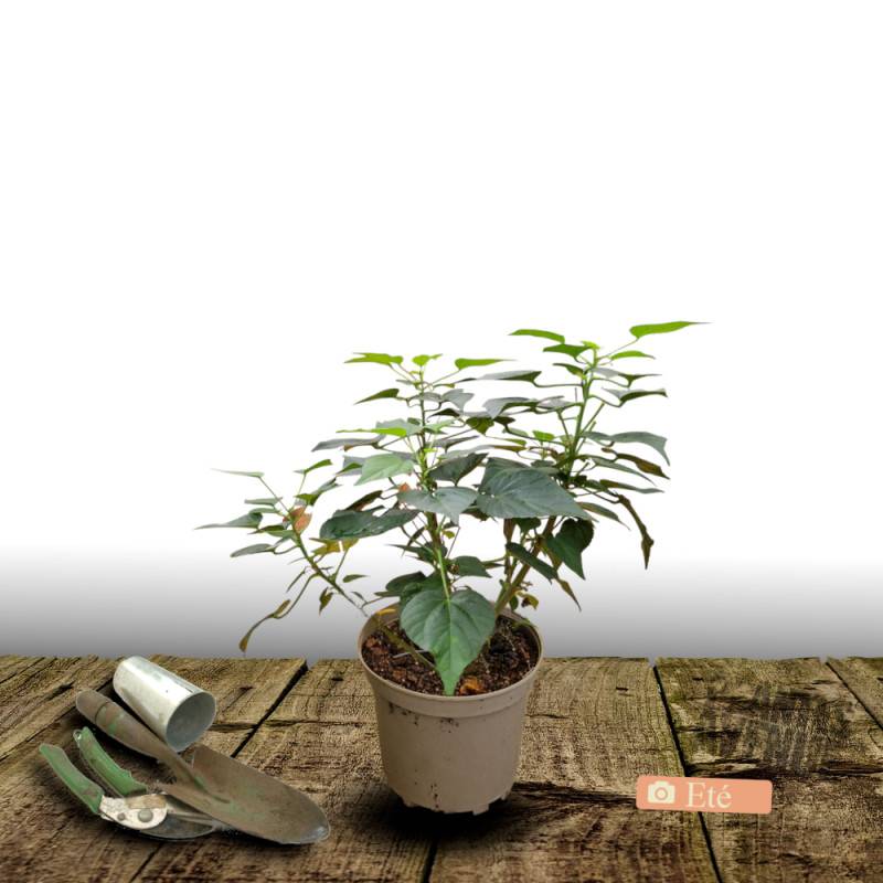 Hibiscus des marais Luna™ Red F1 à fleurs Rouge - feuillage Caduc - Pot de 4L - 40/60 cm-  hauteur à maturité De 1,00 m à 1,50 m - Image 6