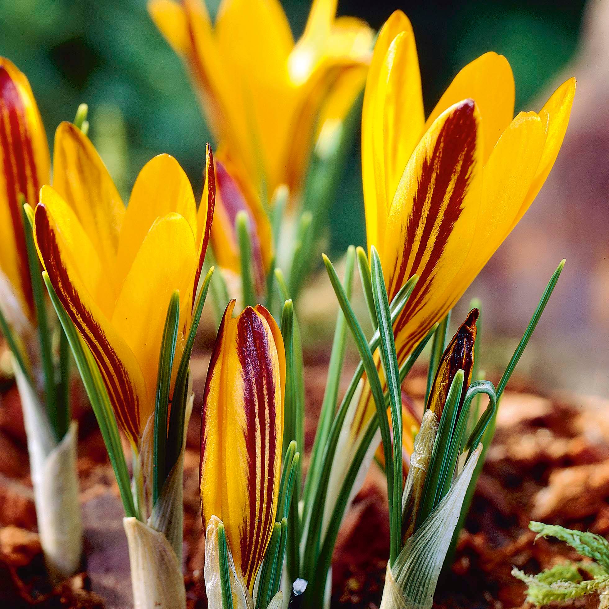Promesse de Fleurs - Crocus angustifolius Bulbe calibre 5+ (par 25)