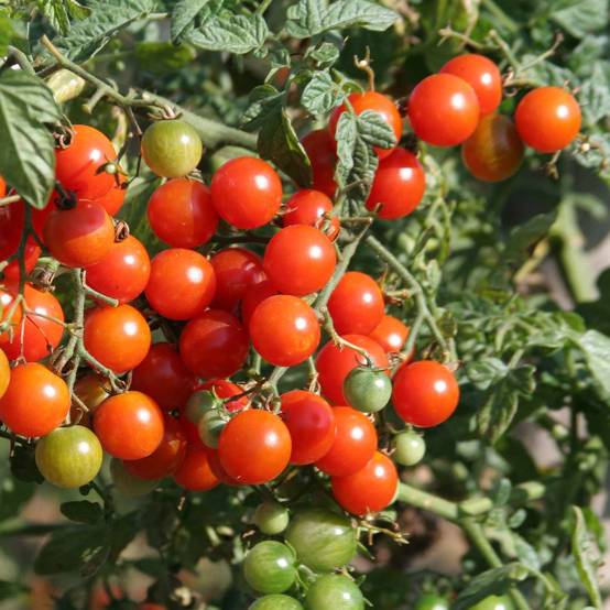 Tomate Sweetbaby - Tomate cerise le sachet de 30 graines environ (0,1g)