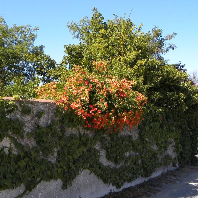 Bignone grandiflora à fleurs Orange - feuillage Caduc - Pot de 2L - Tuteur bambou 60/90 cm-  hauteur à maturité De 3,00 m à 5,00 m - Image 3