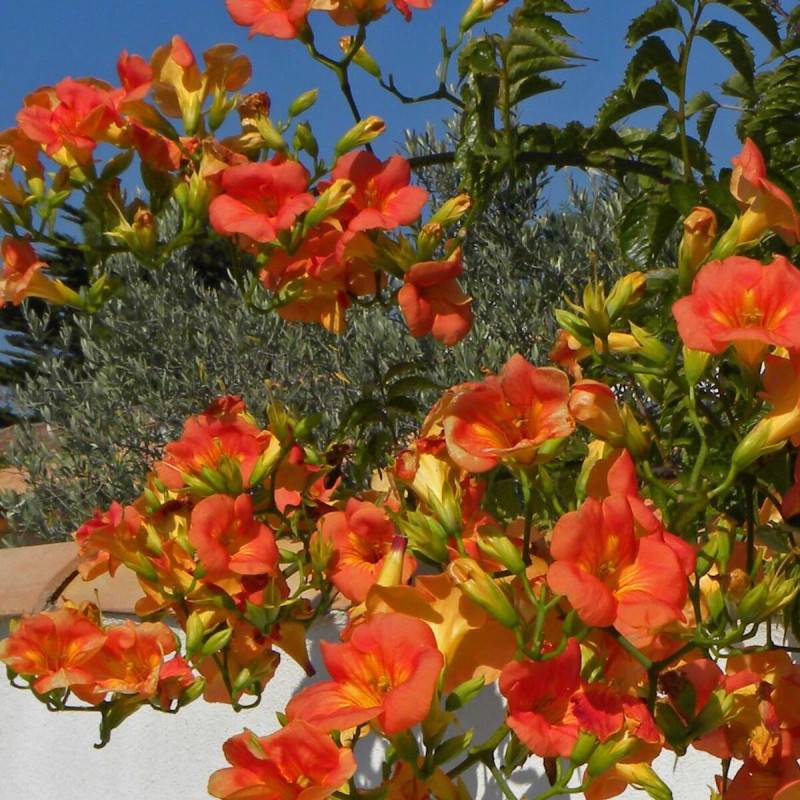Bignone grandiflora à fleurs Orange - feuillage Caduc - Pot de 2L - Tuteur bambou 60/90 cm-  hauteur à maturité De 3,00 m à 5,00 m - Image 8
