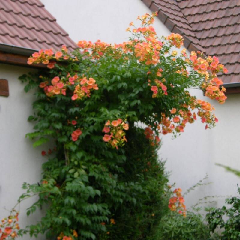 Bignone grandiflora à fleurs Orange - feuillage Caduc - Pot de 2L - Tuteur bambou 60/90 cm-  hauteur à maturité De 3,00 m à 5,00 m - Image 7