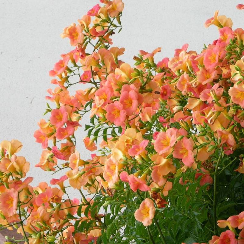 Bignone grandiflora à fleurs Orange - feuillage Caduc - Pot de 2L - Tuteur bambou 60/90 cm-  hauteur à maturité De 3,00 m à 5,00 m - Image 6
